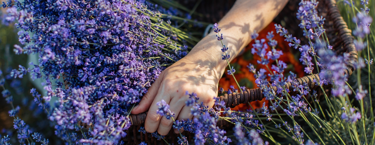 Aromaterapia, gli oli essenziali per il benessere